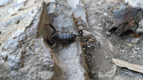 skorpion-in-terlago